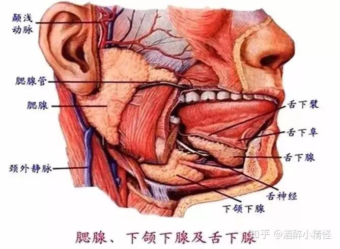 双下巴和下颌缘区域图图片