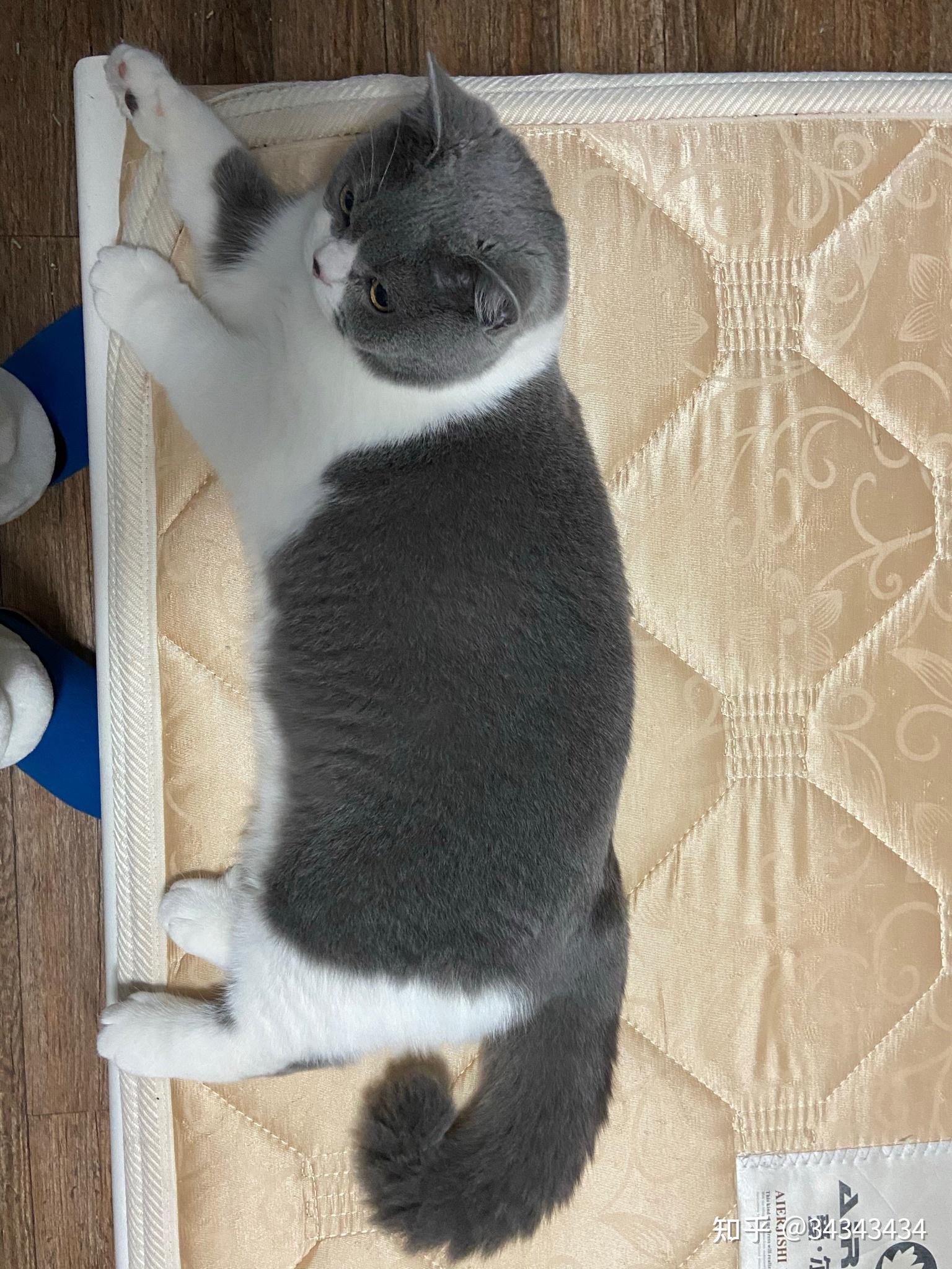 白手套的猫咪有多可爱