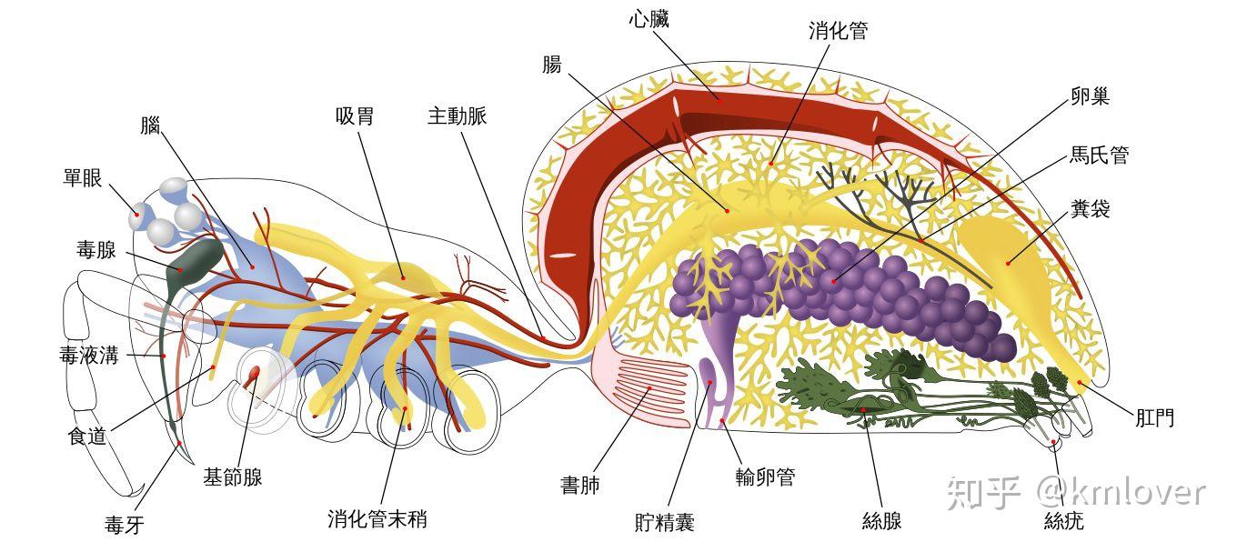 关于蜘蛛的食物链图片