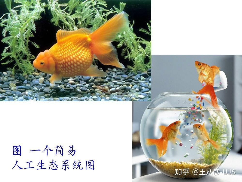 生态系统之结构及其调节 - 知乎