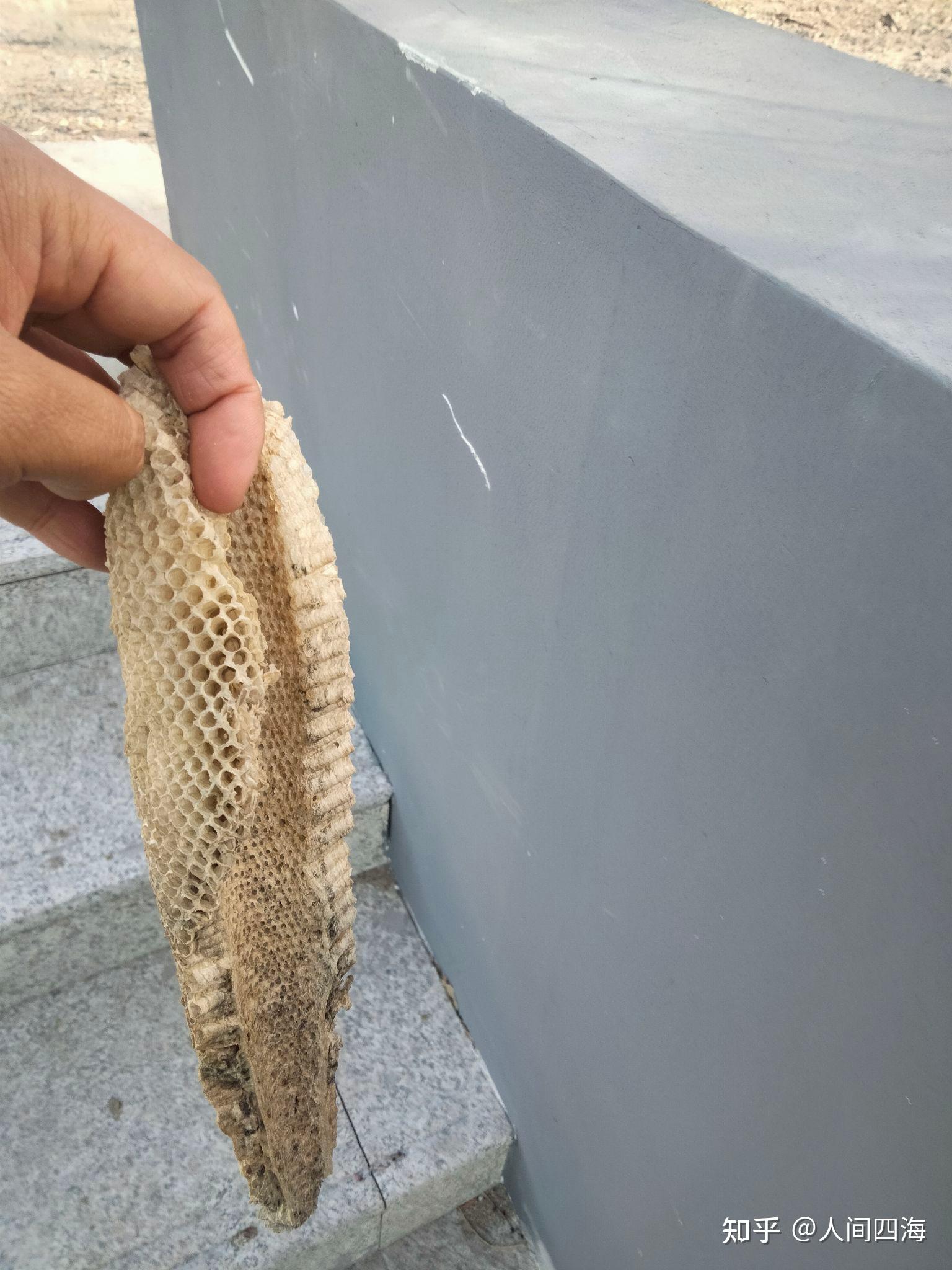 野生的蜂窝真的是药材吗