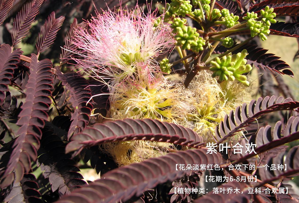 合欢花常见所有品种看看你认识见过那几种 - 知乎