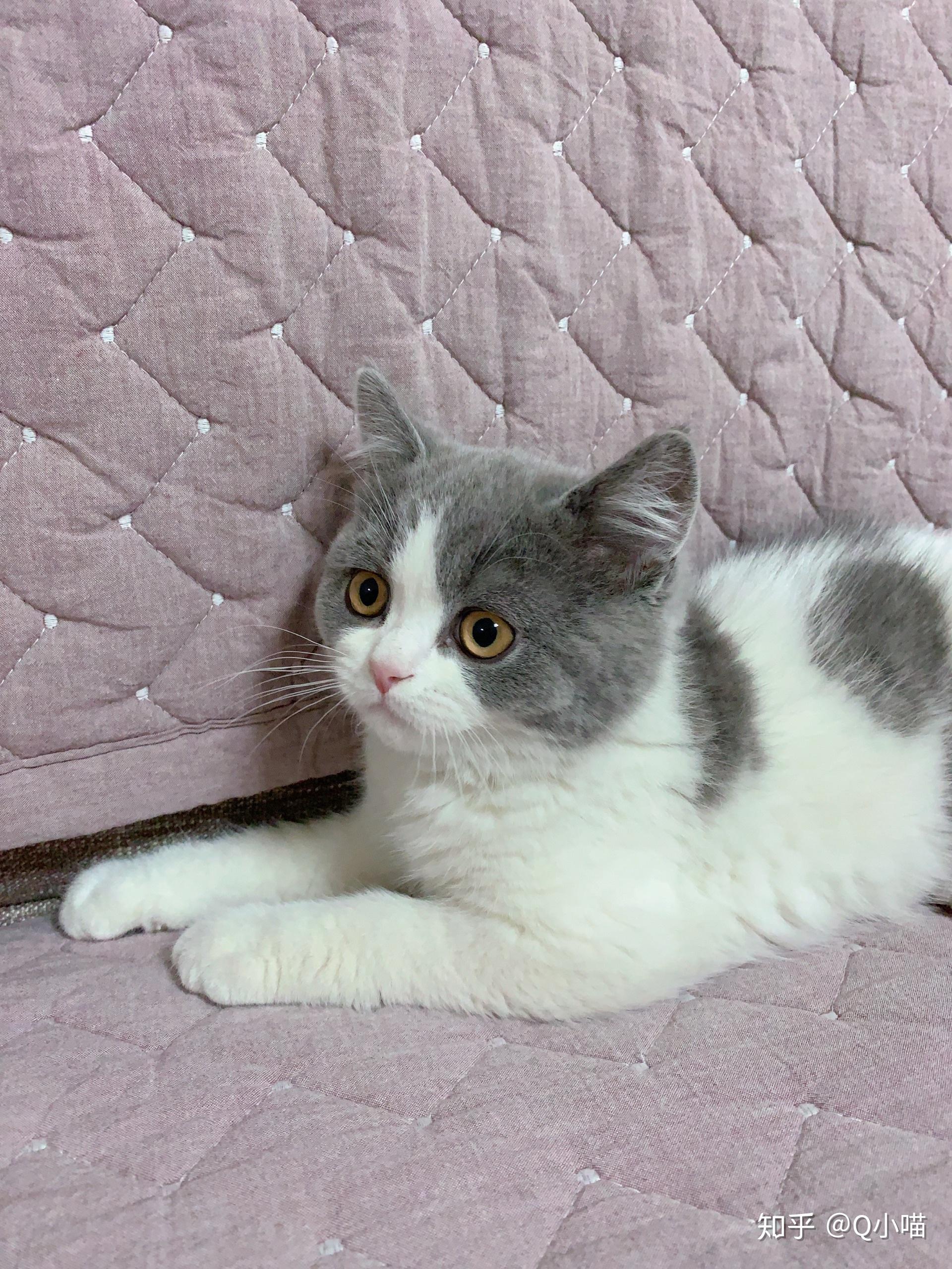 一只品相好的英短蓝白是什么样子的