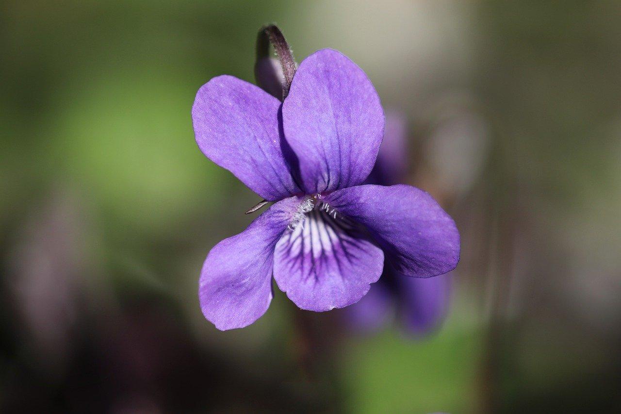 5. 彼岸花黄淡雅