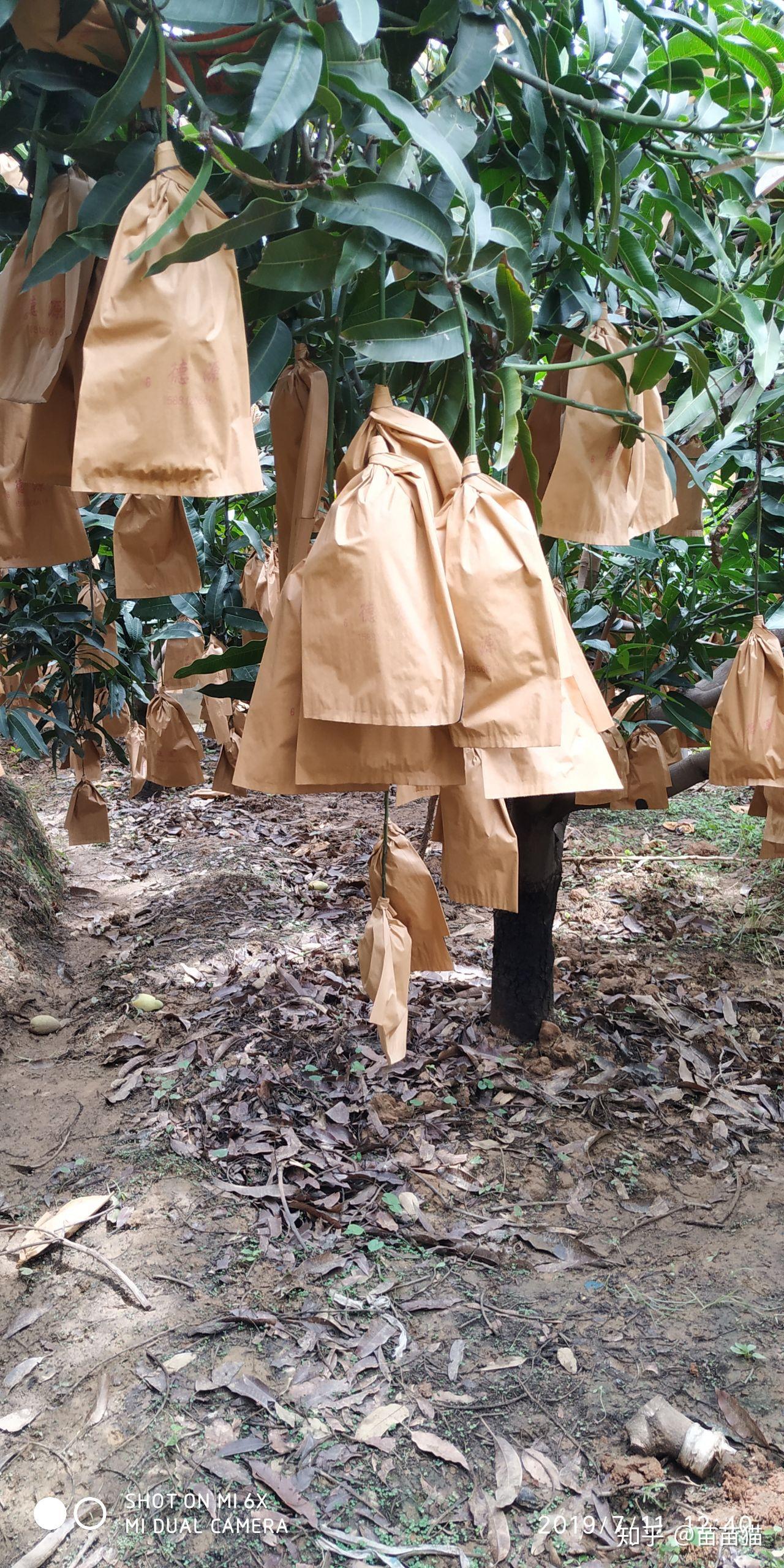 在某平台购买的芒果有虫子,发现叫作 芒果果核象甲,采购地是云南,百度