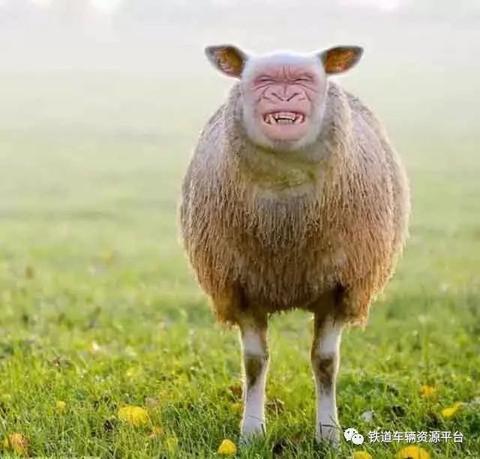 养眼美拍,搞笑图片,段子笑话,火爆视频尽在爱伴家人爱伴家人【ps图】