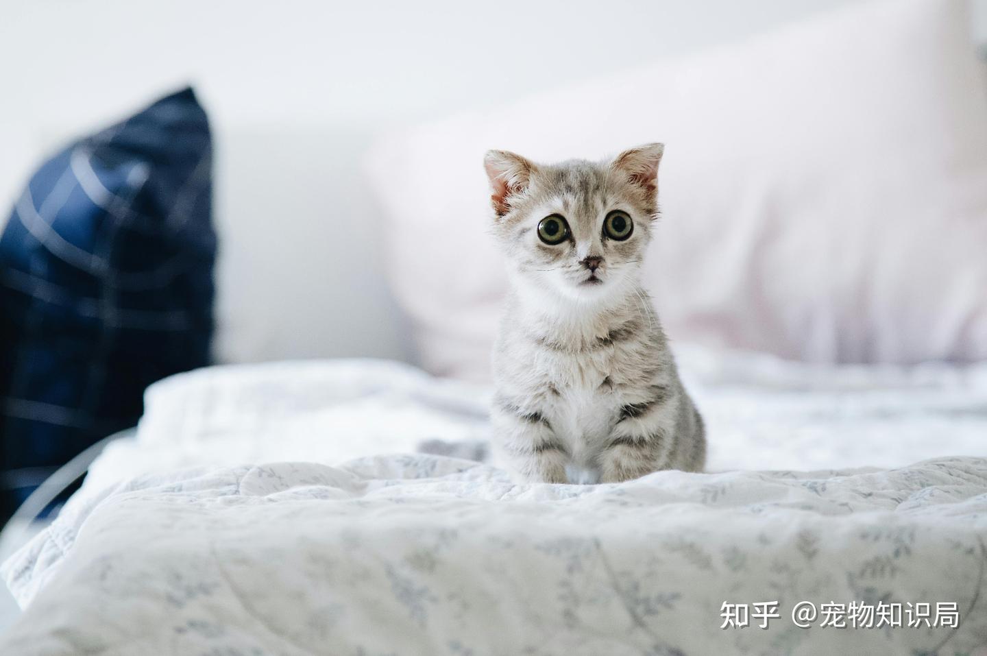 幼猫成长全周期指南:从出生到成年的关键里程碑|新手养猫必看 - 知乎
