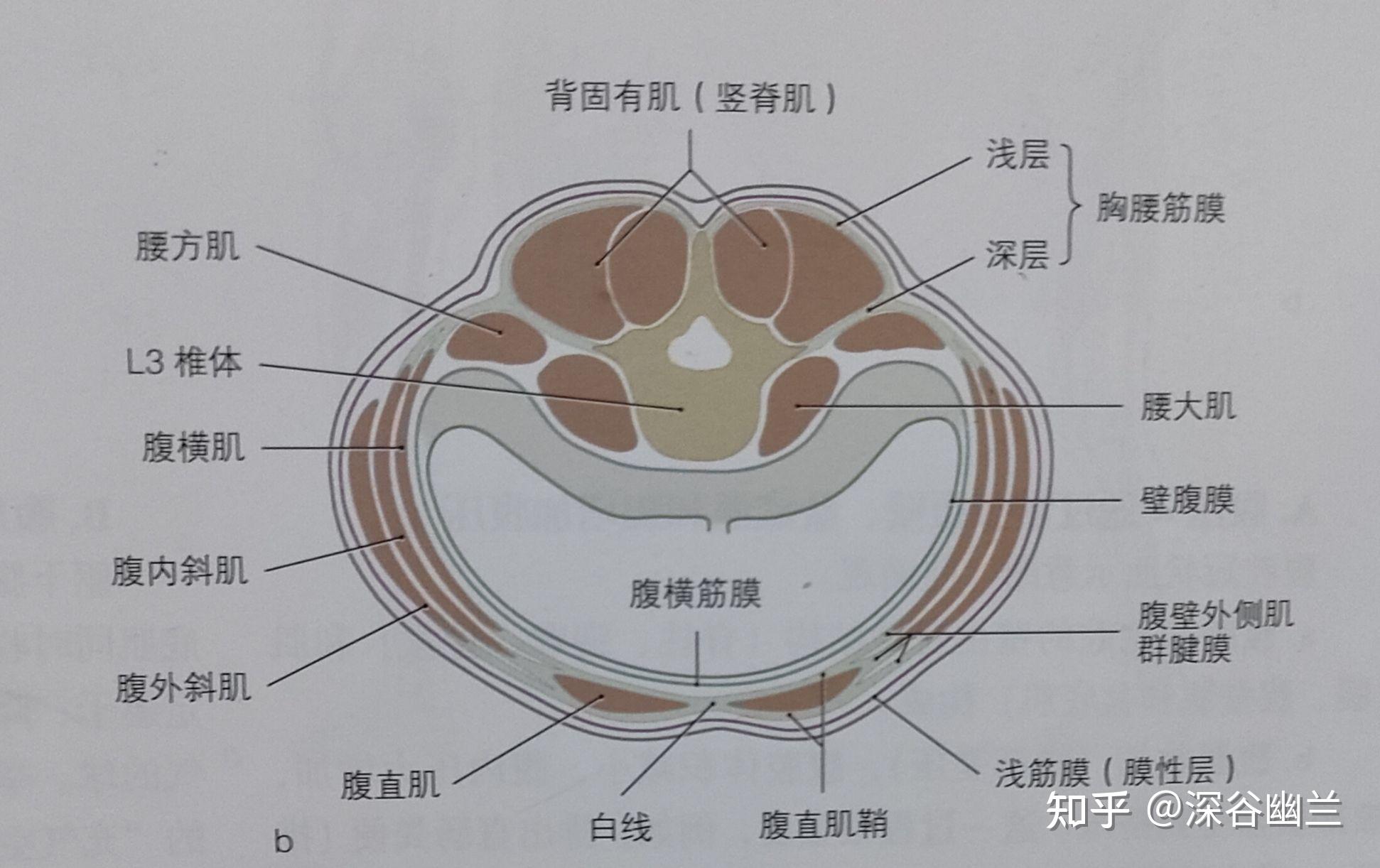 透过中极穴了解人体 - 知乎