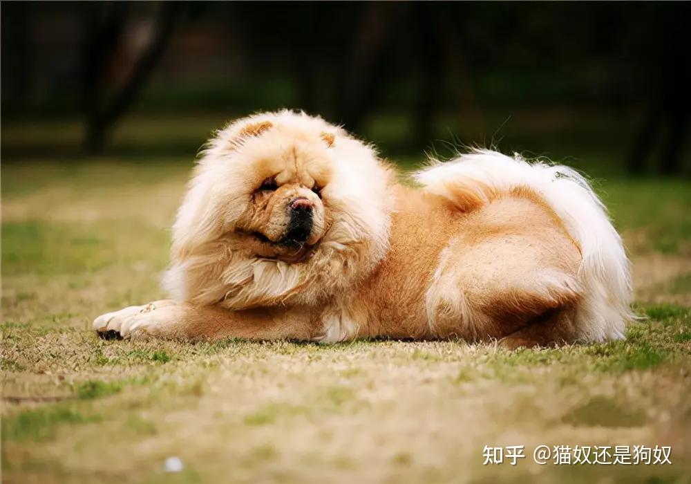 狗狗品种大全,常见的15种狗狗优缺点分析 - 知乎