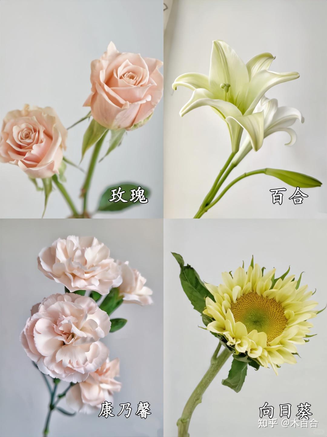 精选36种应季花材,帮你解决选花困难症! - 知乎