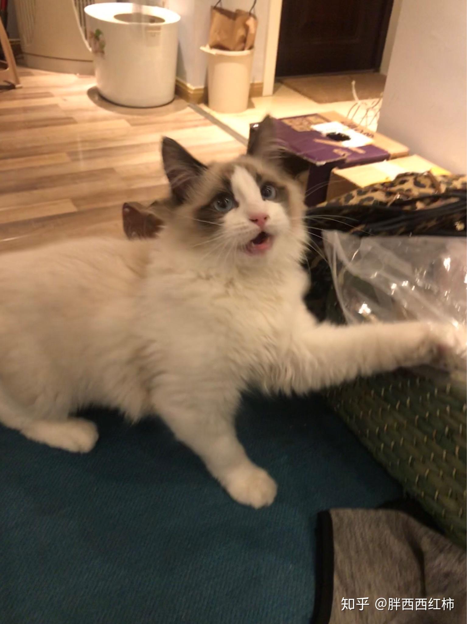 布偶猫多大长齐牙齿? - 知乎