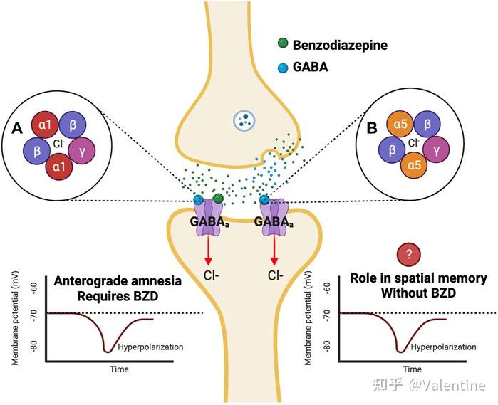 关于bzd药物作用的机制,直接来说,bzd可以与突触后膜上的gabaa受体