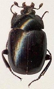 Sphaeritidae 【动物界全系列】隐翅虫下目—阎魔虫总科〈阎甲总科〉 - 知乎
