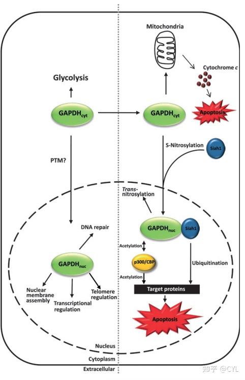 【文献翻译】GAPDH:一种功能不寻常的普通酶 - 知乎
