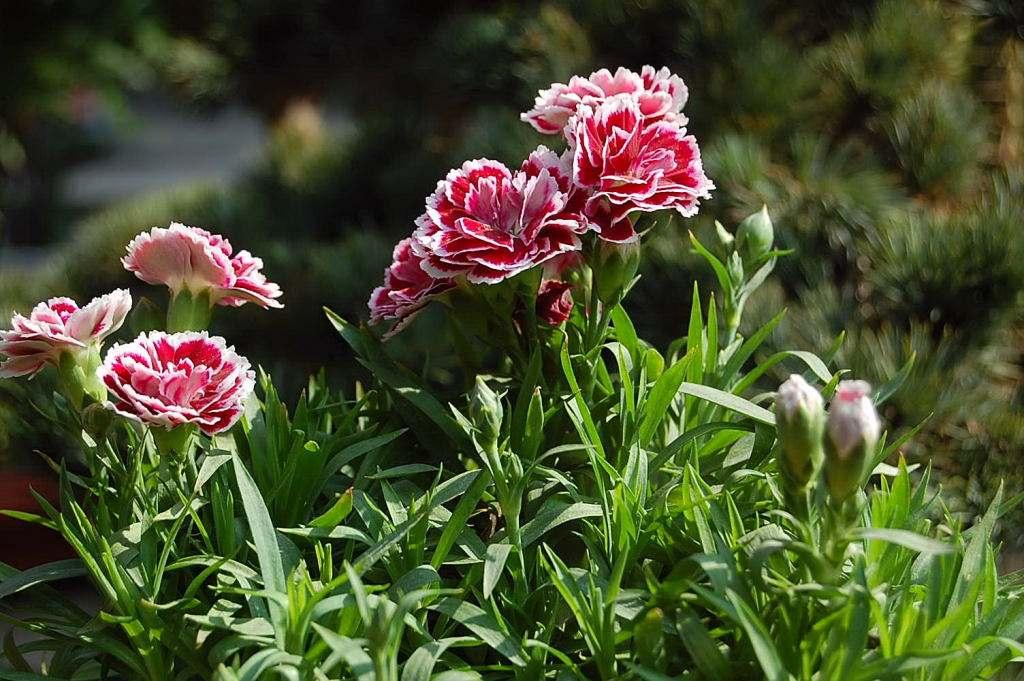 龟背竹水培长得快还是土培 v2-48d6f5183f1b1836d75b5646232a33ff_1440w.jpg?source=172ae18b