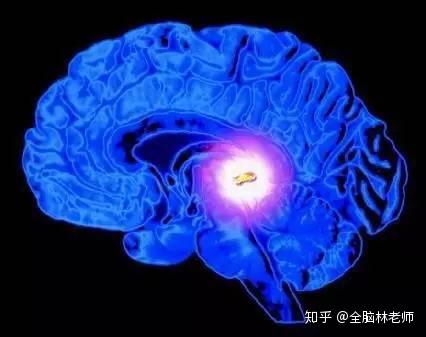 全脑开发——第三只眼松果体的背后,究竟藏了什么秘密? - 知乎