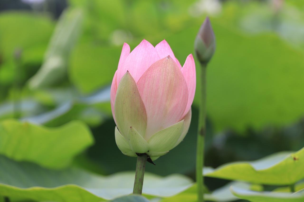 2. 独特开花原理