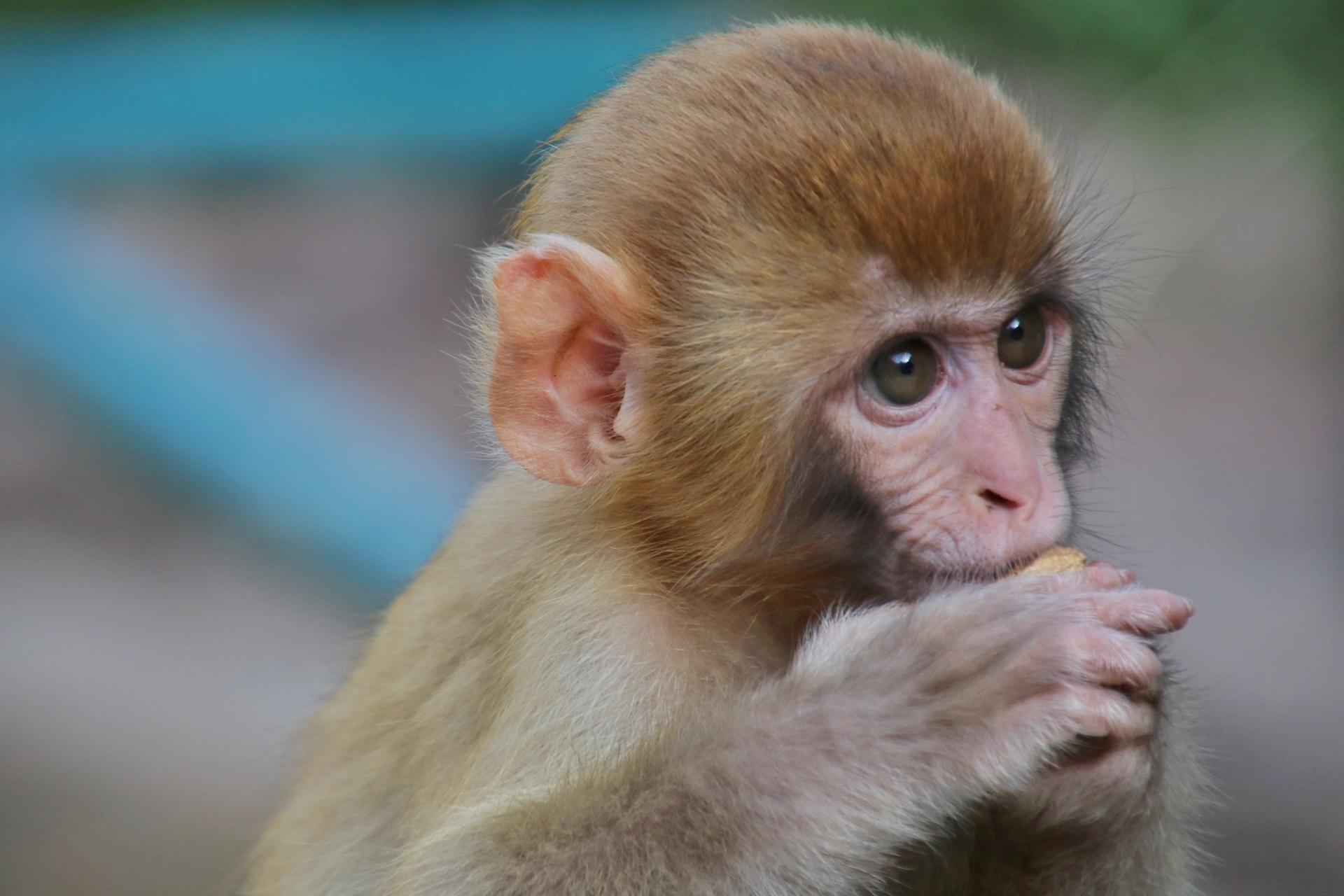 湖南张家界：护猴员20年守护野生猕猴--图片频道--人民网