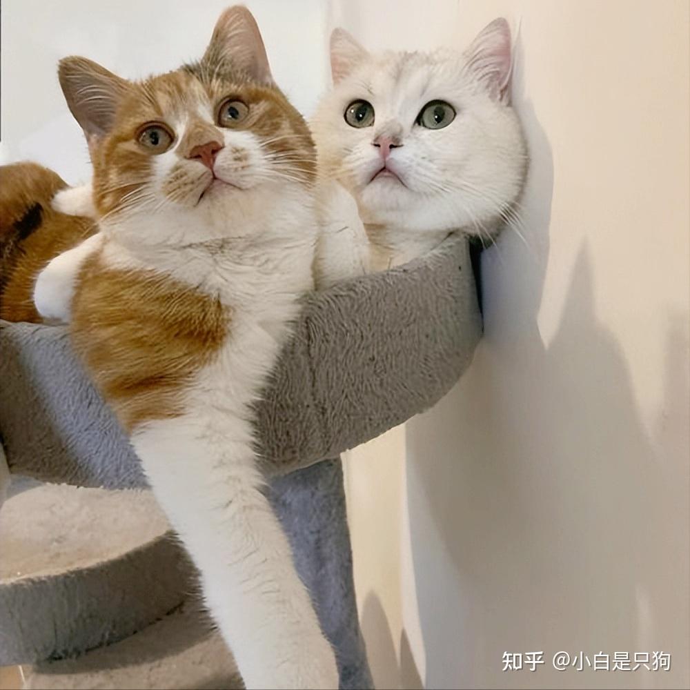 一只猫好，还是两只猫好，过来人告诉你 - 知乎