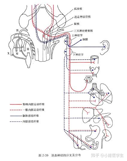 股神经紧张试验图片