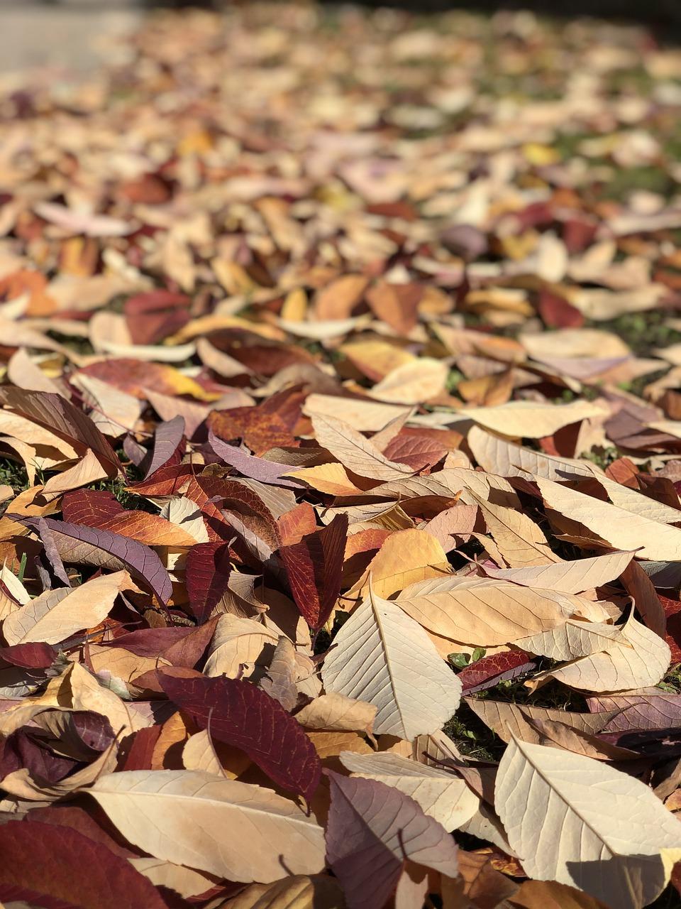 米兰落叶什么原因