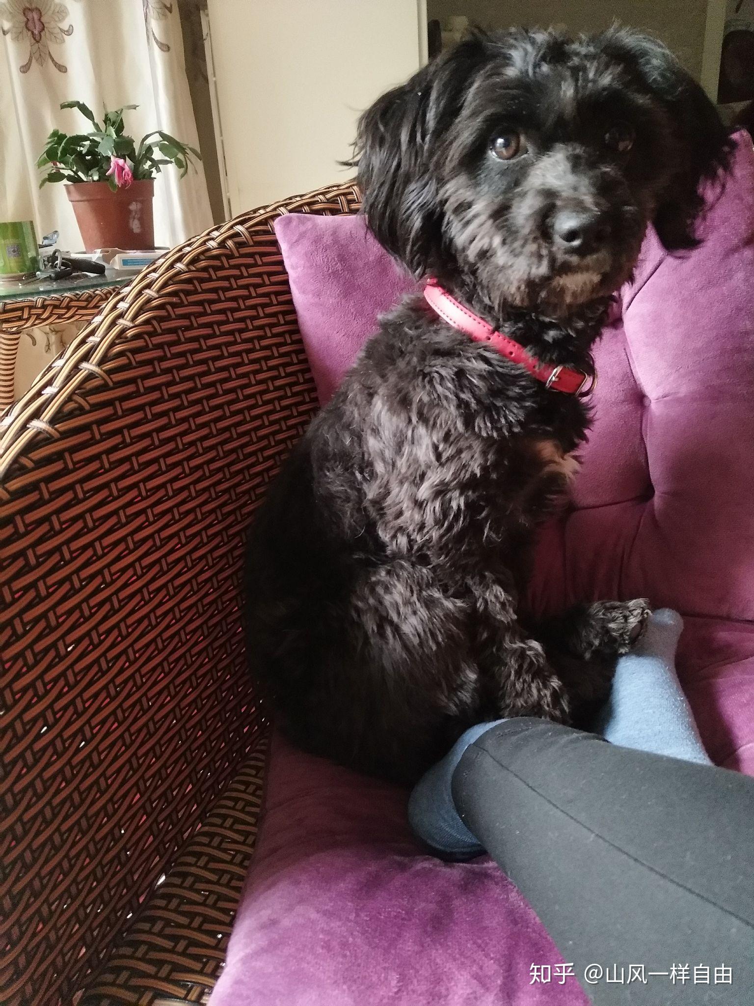 有养过葡萄牙水犬的吗