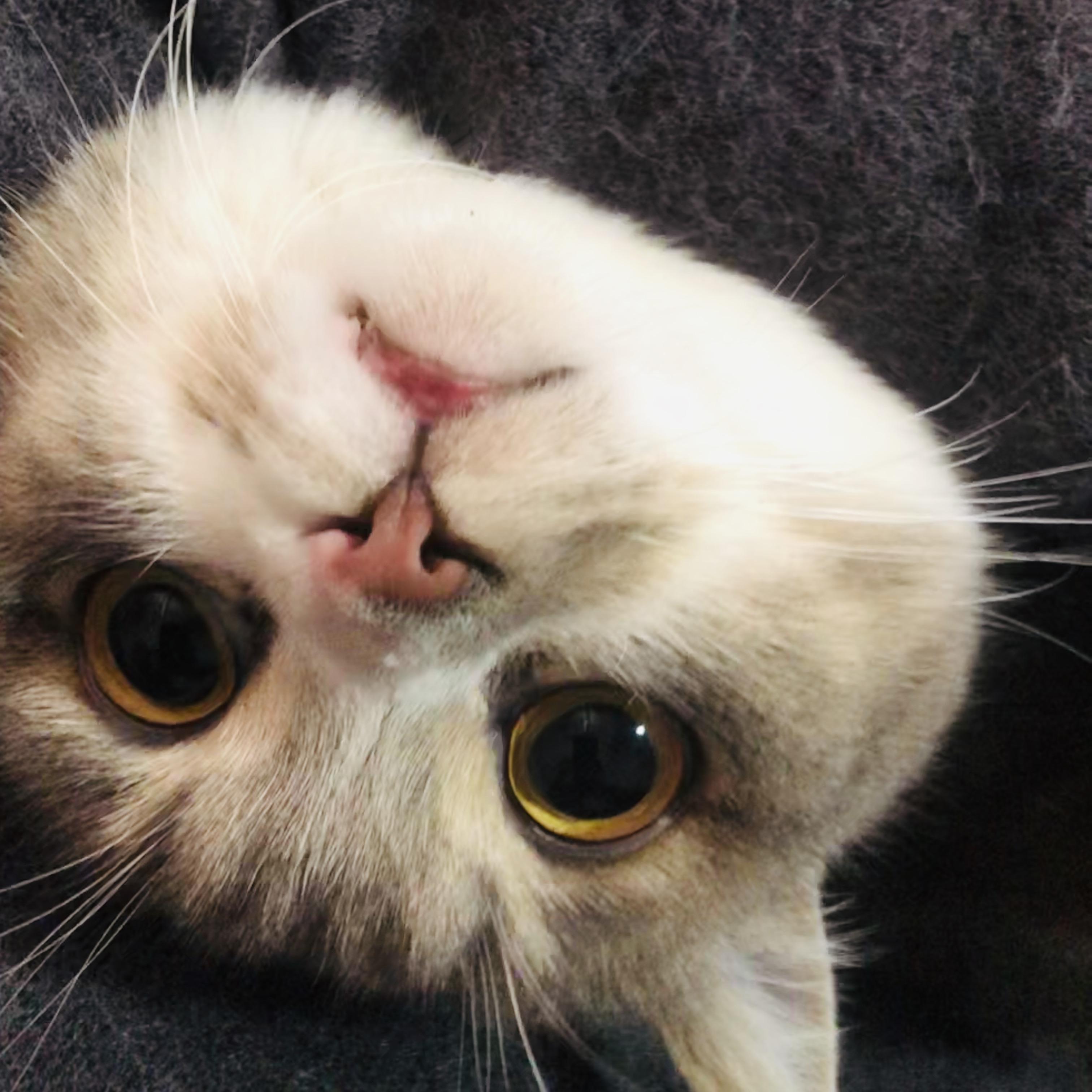 心情不好,可以给我发一些可爱的猫咪图片吗?