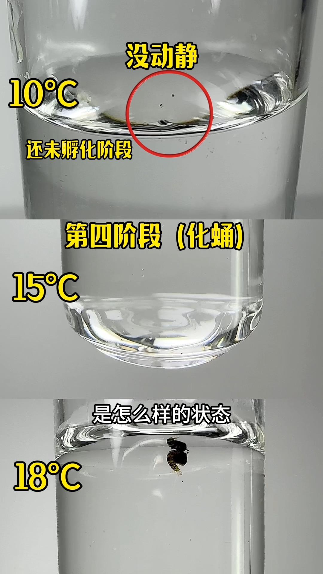 孑孓是怎样发育成蚊子的?