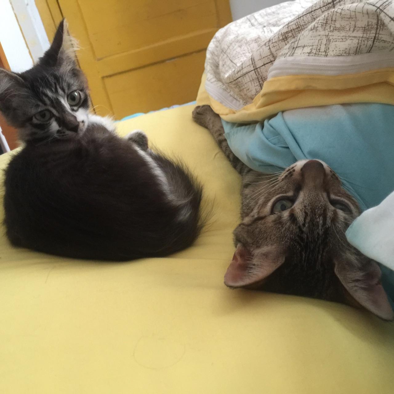 猫奴们可以用图片或者小视频展示一下吸猫的日常吗