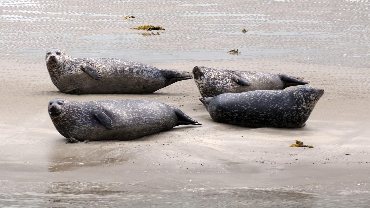 维盾多少道密封