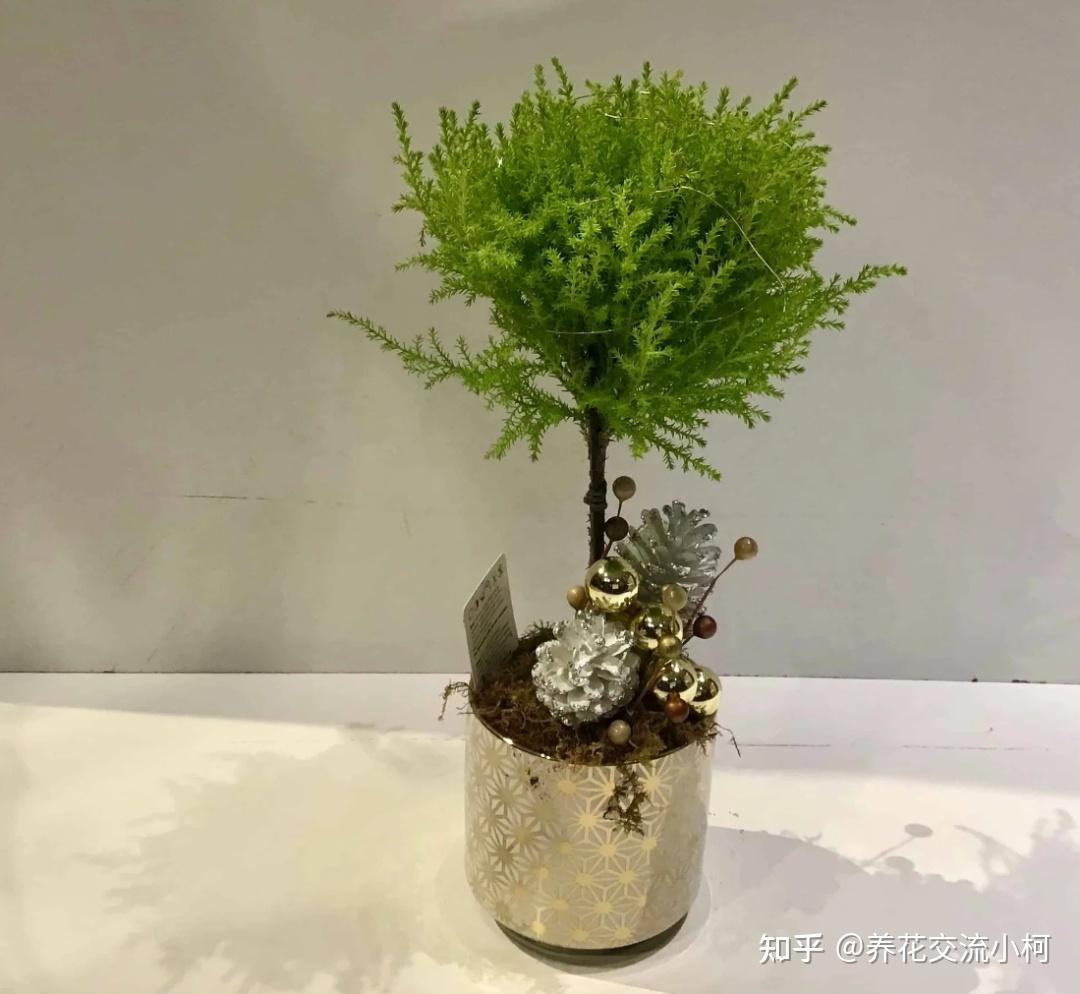 告诉你几个养护盆栽香松的秘诀，别再把它养枯萎了 - 知乎