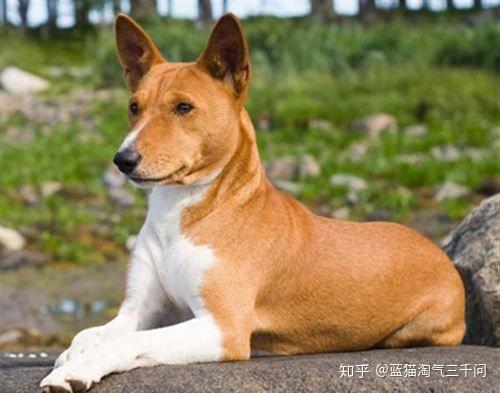 小型犬,短毛,立耳,圆头,叫奥什么什么(三个字),貌似比较稀有～?