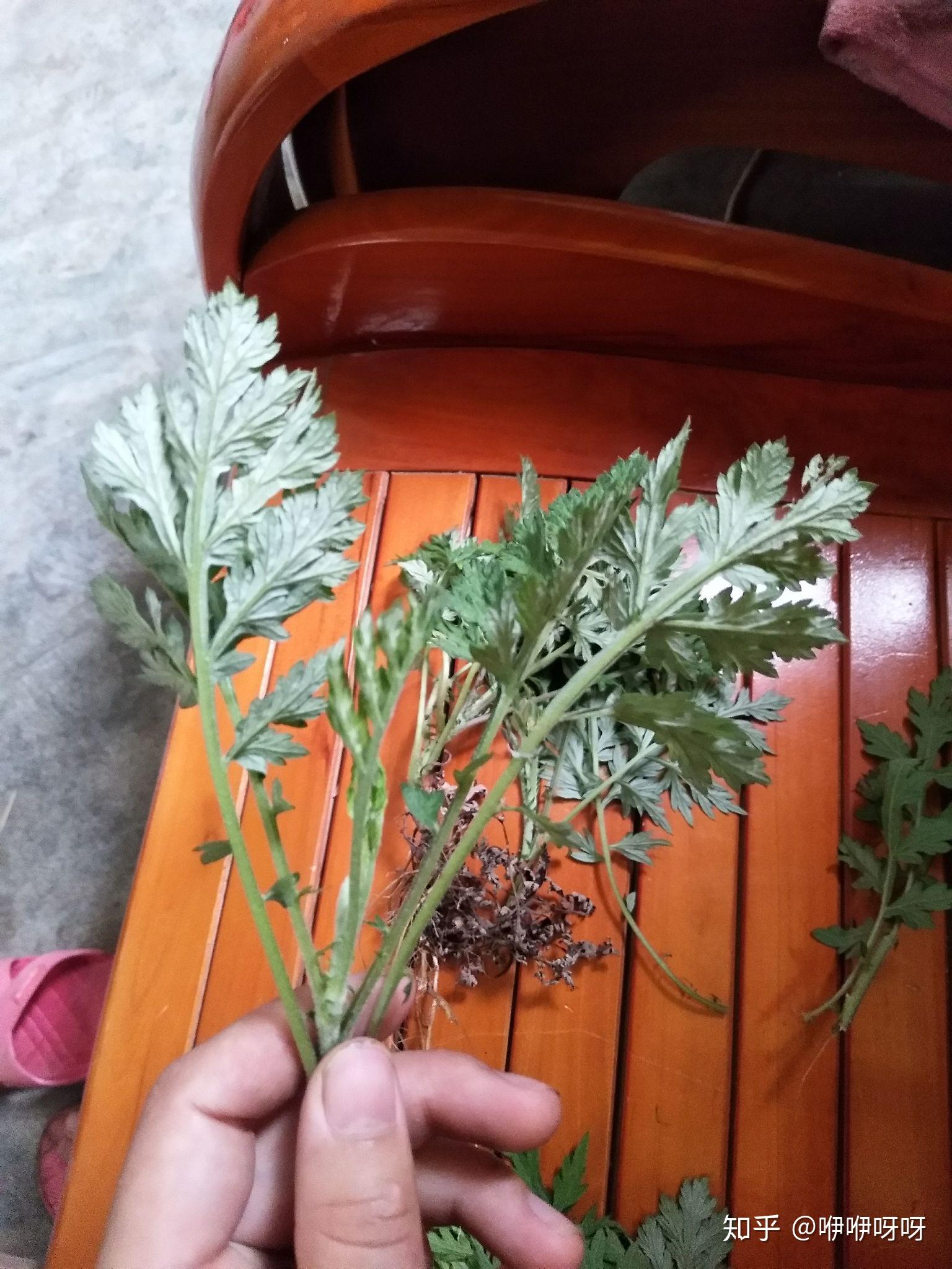 如何分辨艾草或者艾叶。 - 知乎
