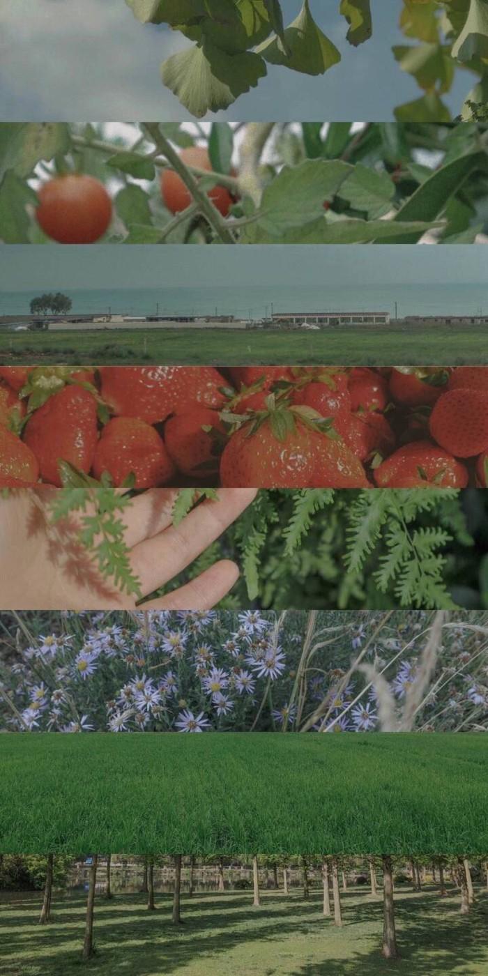 有哪些极富美感的绿色系壁纸?(绿色壁纸唯美小清新)