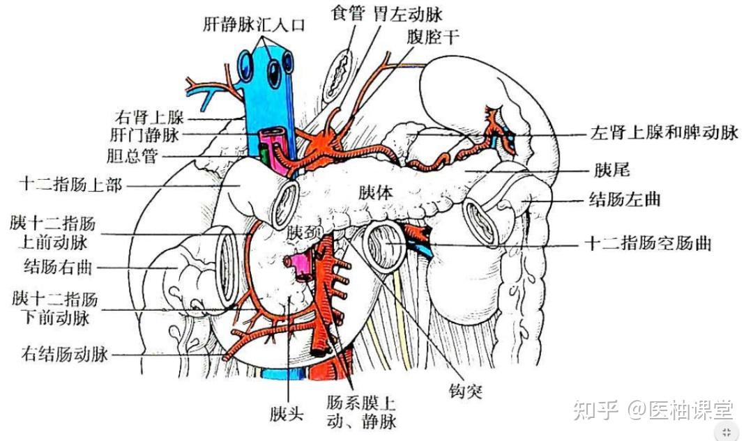 局部解剖学 腹部 — 结肠上区（胰、脾、肝门静脉） - 知乎