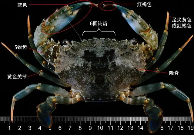 蟹图 五种帝王蟹品种】堪察加拟石蟹、扁足拟石蟹、神圣亚麻拟石蟹、短
