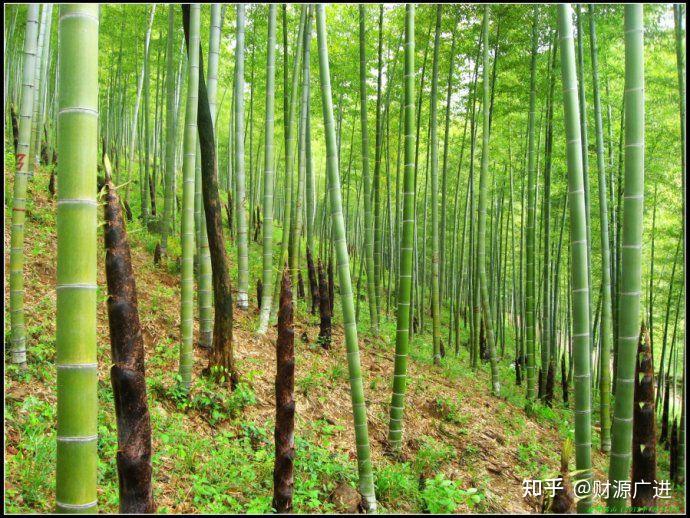 楠竹 - 知乎