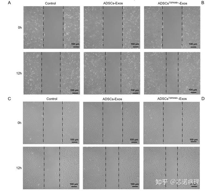 一文带你了解细胞表型实验 - 知乎
