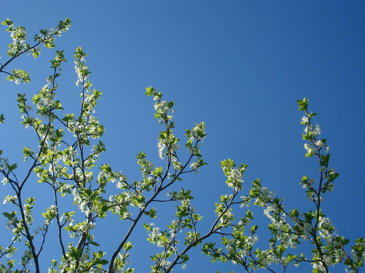 密枝红叶李属于什么