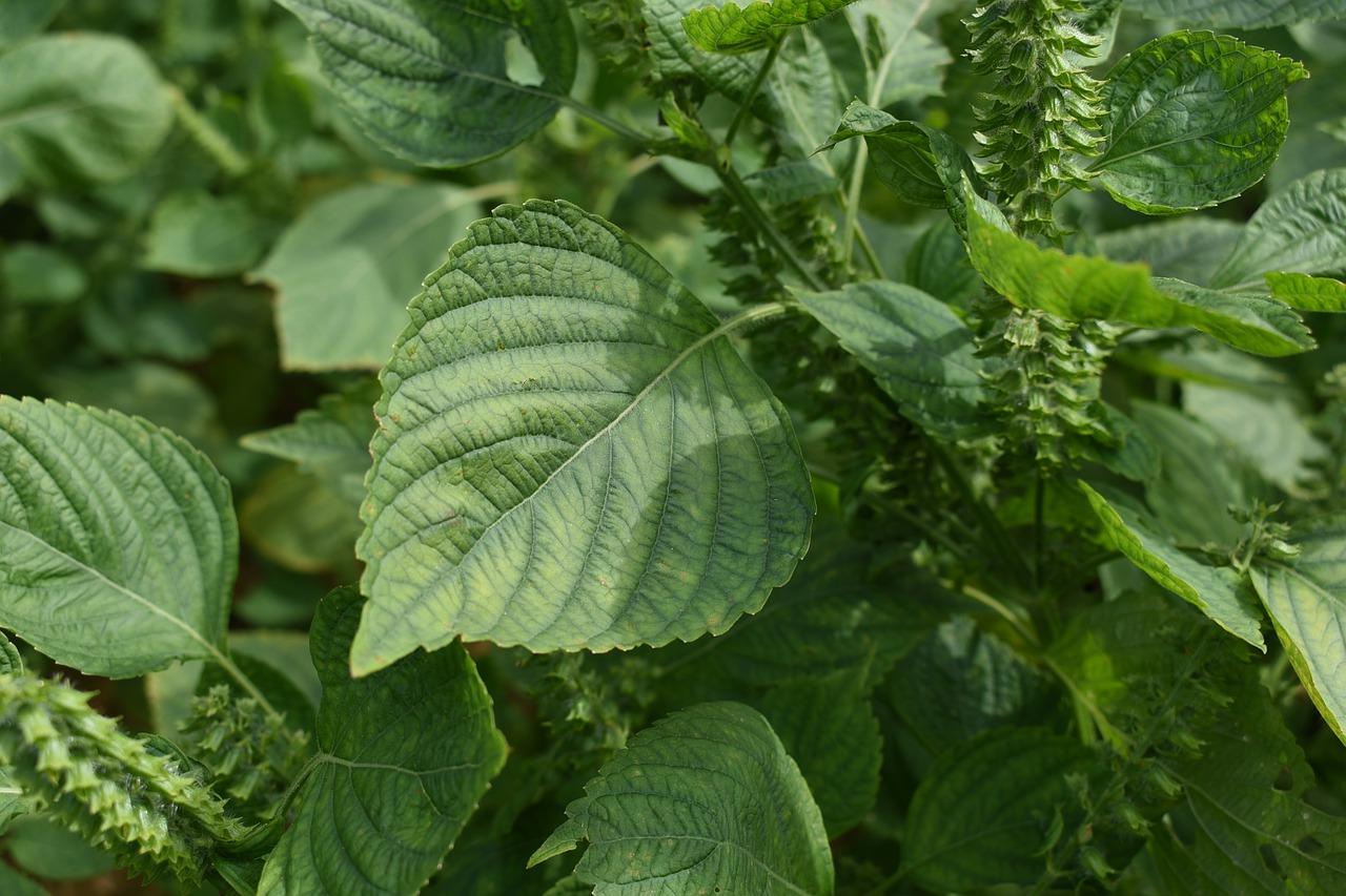 陈皮如何食用方法