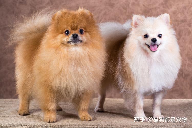 “博美犬”和“银狐犬”有什么区别?看完这6点你就明白了! - 知乎