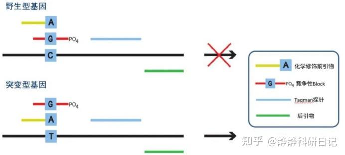 等位基因特异性PCR(AS-PCR):突变阻滞扩增系统是什么? - 知乎