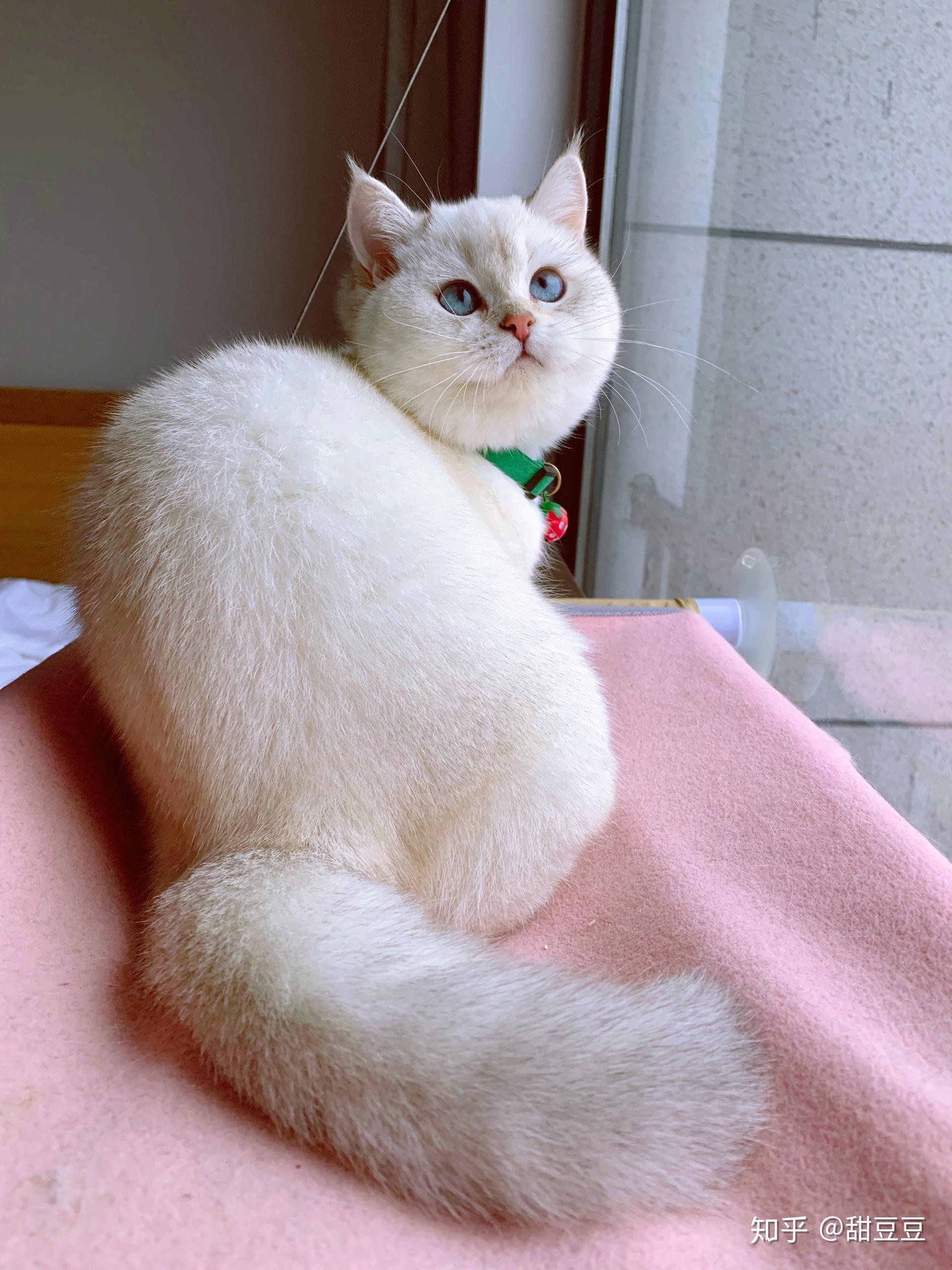 求科普英国短毛猫的银点色?