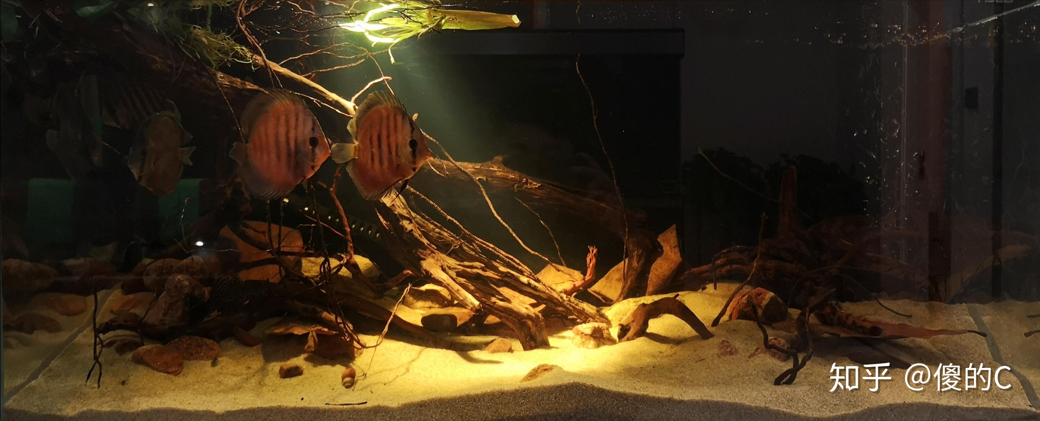 来来来秀出你们的鱼缸草缸南美雨林原生缸造景好吗