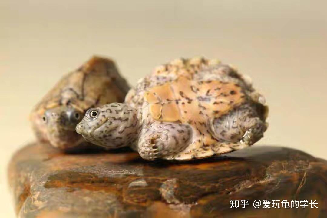 蛋龟——剃刀龟 - 知乎