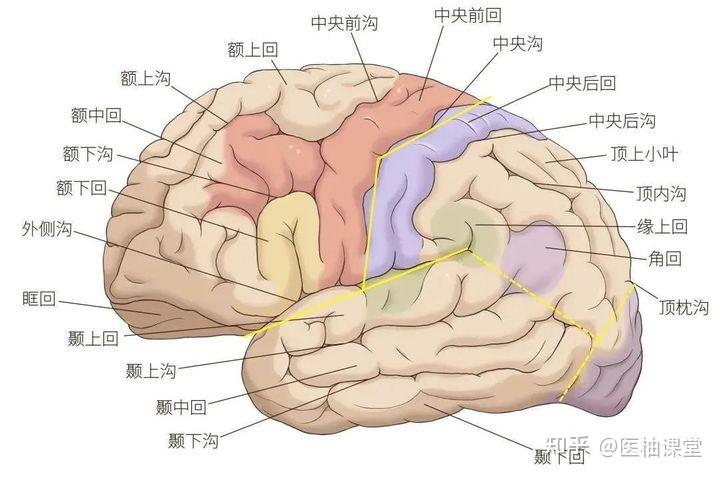 颞上回图片