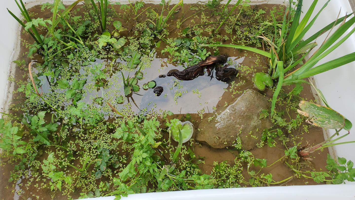 泥水龟缸 仿生态环境建缸全记录 知乎