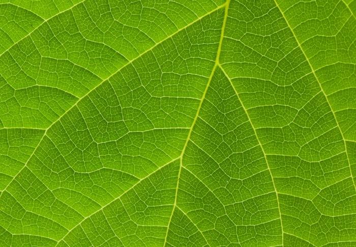 Plant Cell | 一种在植物细胞中研究蛋白互作的新方法 - 知乎