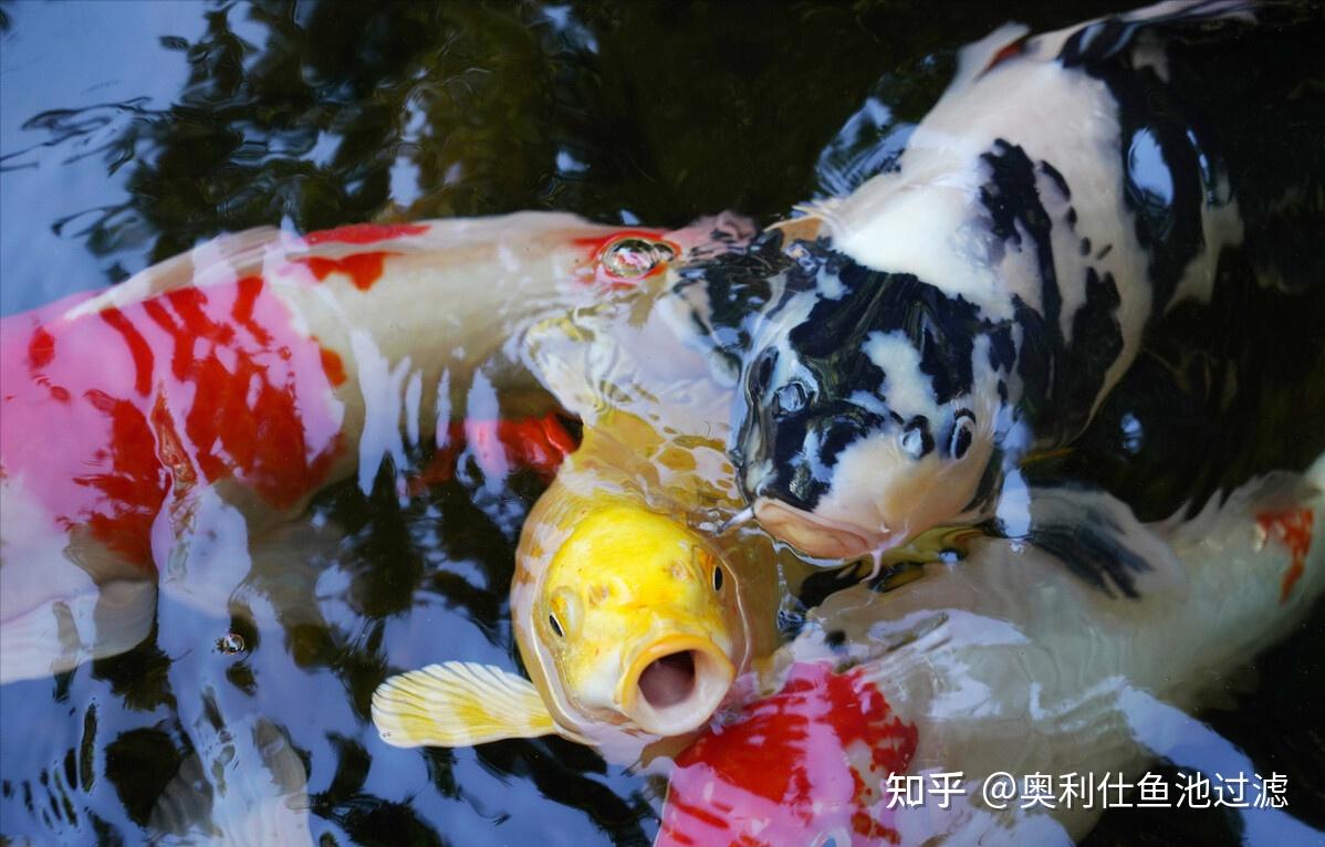 夏季高温下，如何帮助锦鲤快速成长？ - 知乎