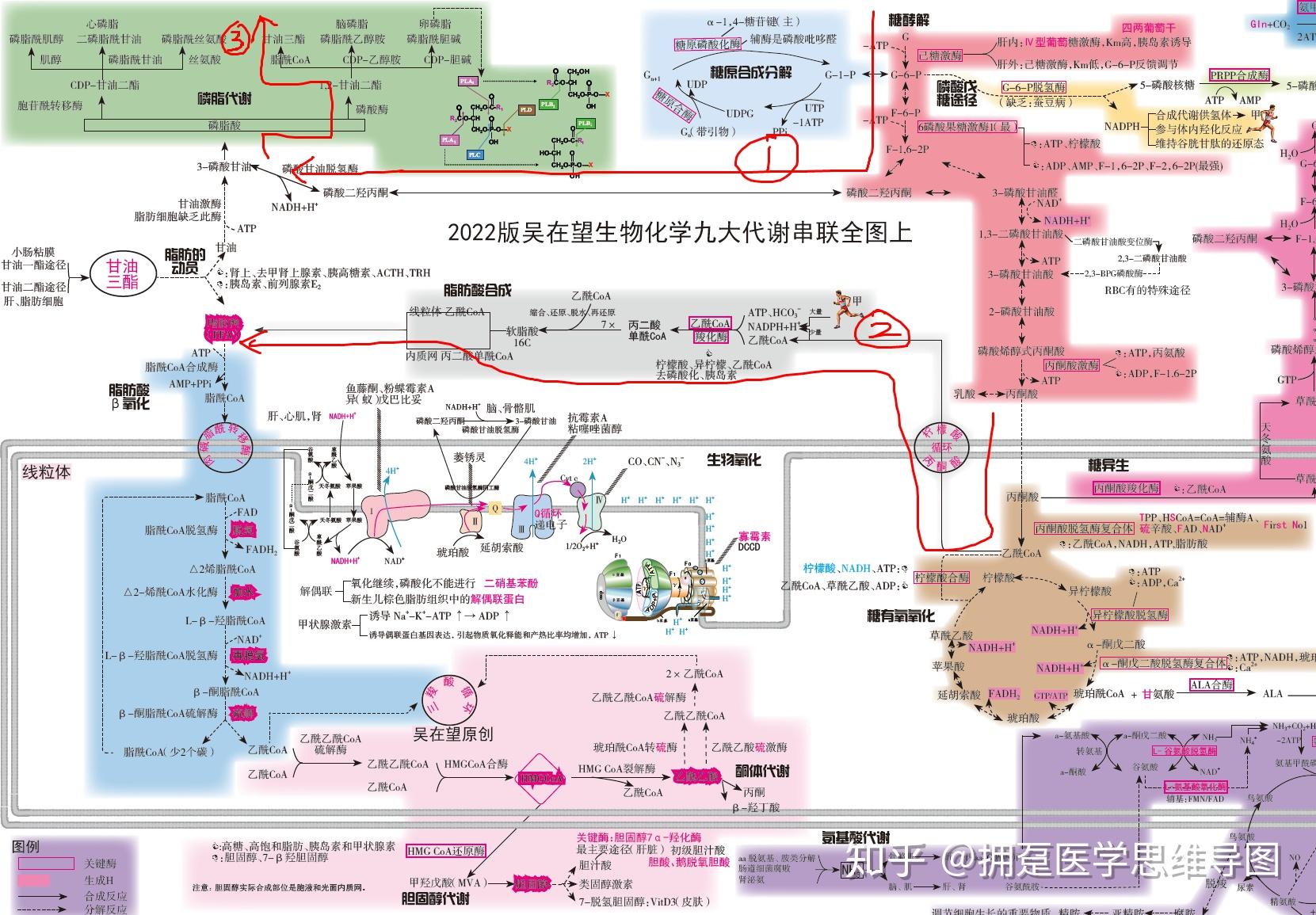 简述糖代谢与脂肪代谢的关系？ - 知乎